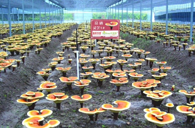 一號(hào)基地