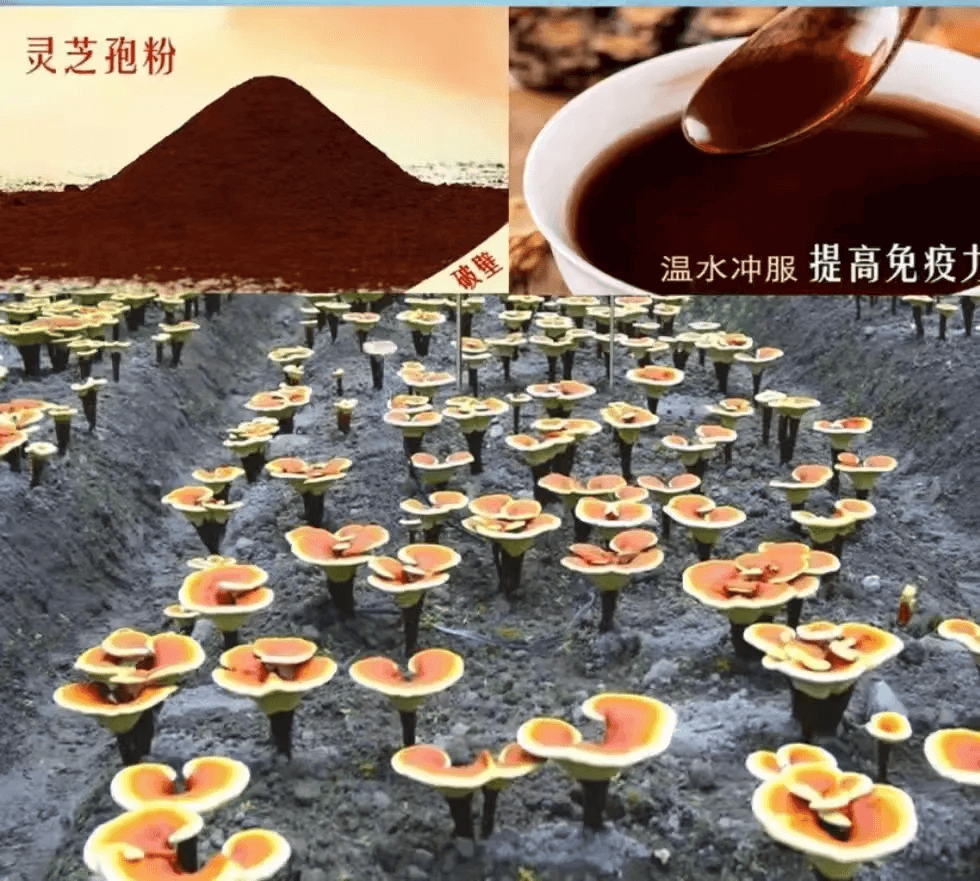 微信圖片_20250401154256.png